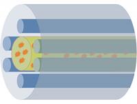 Schematic illustration of a hollow fiber