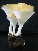 Tiger-milk-mushroom