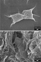 Graphene