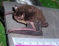 Myotis