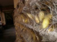 Silkworms