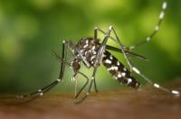 Tiger-mosquito