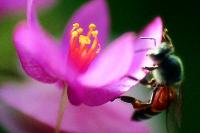 Biodiversity