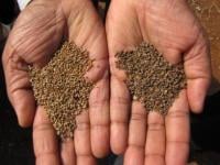 Millets