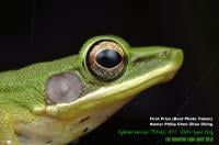 White-lipped frog