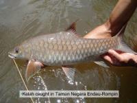 Kelah1
