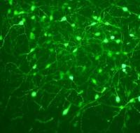 neuropeptides