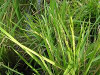 Rice with grain