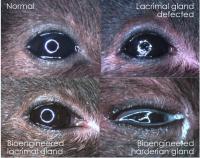 L3_Lacrimal