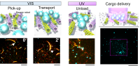 Schematic illustrations of cargo transport by a swarm of molecular robots (top) and fluorescence images of a molecular robot transporting blue sphere-like cargo (bottom). The scale bar is 20 micrometers. By specifying the position of the light irradiation, it is possible to accumulate the cargo at the designated destination (right). The scale bar is 50 micrometers (Mousumi Akter, et al. Science Robotics. April 20, 2022).