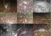 Some of the recorded carnivore species