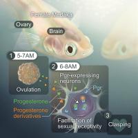 Ovulation occurs around two hours before lighting (1), and the progesterone and progesterone derivatives interact with receptors in the brain 30 minutes to one hour thereafter (2) leading to sexual receptivity – clasping (3). (Illustration by VESPER STUDIO) 