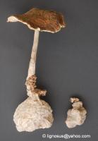 Mushroom