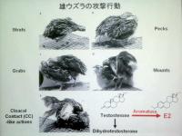 Waseda1