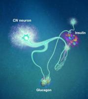 A single glucose-excited CN neuron extends bifurcated axonal branches