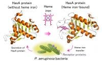 Fig1_HasA_Heme