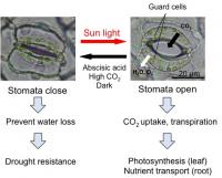 Figure 1. Stomatal movement (an example of Commelina plant) 
