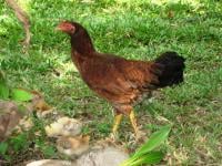 Poultry