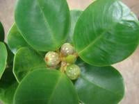Ficus