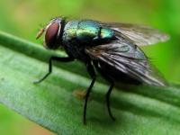 Blowfly