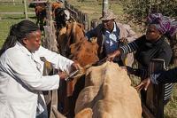 Lifestock vaccine
