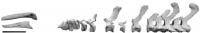 Image Name