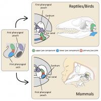 Morphology of the primary jaw joint in mammals and reptiles/birds
