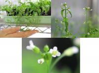 Figure 1. Arabidopsis thaliana. A small flowering plant also known as thale cress, commonly used in biological studies of plants.