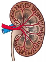 Kidney