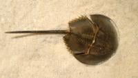 horseshoe crab