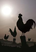 Social hierarchy in roosters determines order of crowing