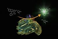 Treatment of Striga seeds with Yoshimulactone