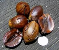 Sal seeds