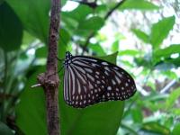 Photo 1 Parantica sp. Common butterflies seen in Kuala Lumpur city parks