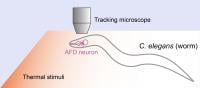 Watching worms (C. elegans) 