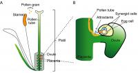 Figure 1. Fertilization process in plants.