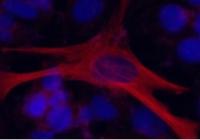 HU-CRISPR
