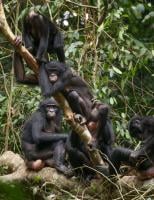 Females grooming