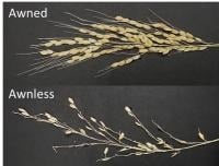 Awned line and awnless cultivar