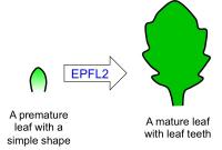 Leaf teeth