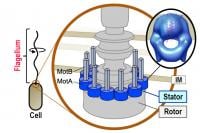 The three-dimensional structure of a complex of MotA and the flagellar motor structure in a bacterial cell.