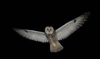 Long-eared owl
