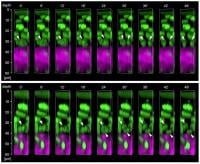 Image Name