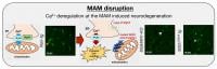 MAM disruption