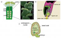 Growth of pollen tube towards the ovule.