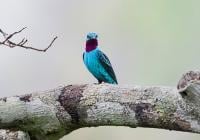 The dazzling colors of peacock feathers arise from the physical interaction of light with biological nanostructures. 