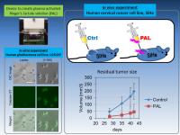 Plasma activated Ringer’s lactate solution (PAL) exhibited anti-tumor effects in vitro and in vivo. 