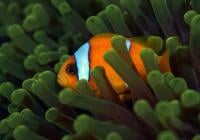 Clownfish at home