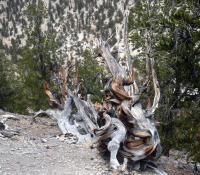 Bristlecone pine forest in the U.S.