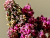 Quinoa quest to feed the world